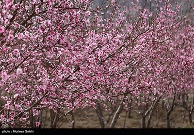 Trees Bloom as Spring Comes to Iran