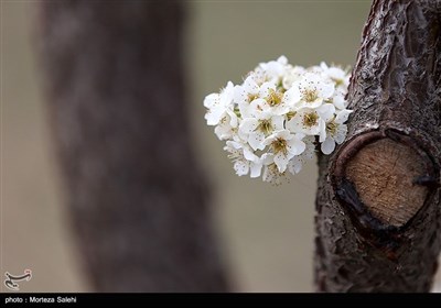 شکوفه های بهاری -اصفهان