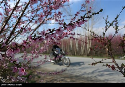 براعم الربيع - اصفهان