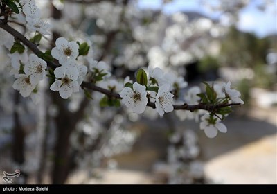 شکوفه های بهاری -اصفهان