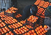 استان فارس میوه مازاد تنظیم بازار شب عید در انبارها ندارد