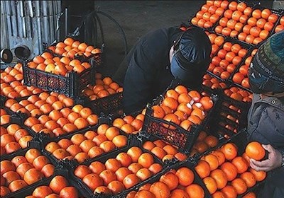  صادرات سیب درختی و پرتقال محدود شد 