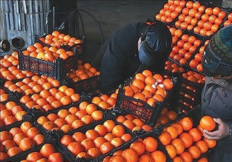 آغاز توزیع میوه تنظیم بازاری در 10 استان از امروز