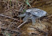 مرگ غمگین لاک‌پشت‌های فراتی/ لاک پشت‌ها قربانی سهل انگاری ماهی‌گیران متخلف و گاومیش‌داران شدند + تصویر
