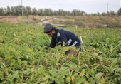 Israeli Aircraft Spray Herbicide over Gaza Farms to Harm Palestinian Crops