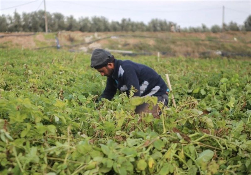 Israeli Aircraft Spray Herbicide over Gaza Farms to Harm Palestinian Crops
