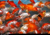 هشدار رهاسازی &quot;ماهی قرمز&quot; در اکوسیستم‌های آبی طبیعی