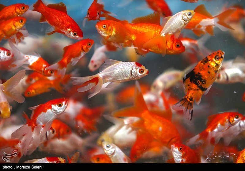 هشدار رهاسازی &quot;ماهی قرمز&quot; در اکوسیستم‌های آبی طبیعی