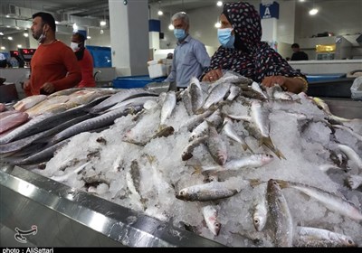 روزانه 10 تن ماهی در بازار همدان توزیع می‌شود