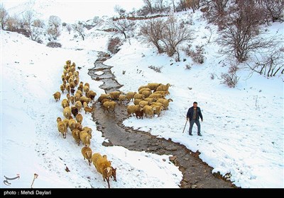 بارش برف در شهرستان اهر - آذربایجان شرقی