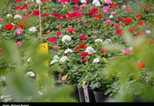 حال و هوای بهاری «محلات» پایتخت گل و گیاه ایران به روایت تصویر