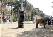 جایگاه جدید بچه فیل آسیایی افتتاح شد + تصاویر