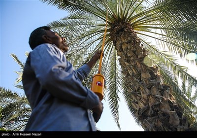 گرده افشانی مکانیزه نخل