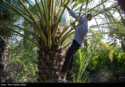 گرده افشانی مکانیزه نخل