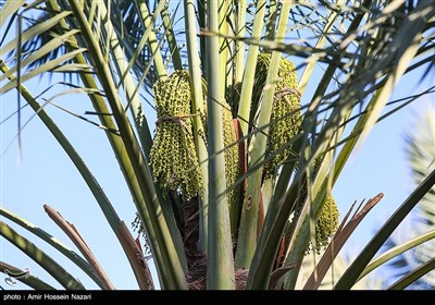 گرده افشانی مکانیزه نخل