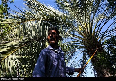 گرده افشانی مکانیزه نخل