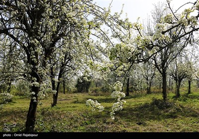 شکوفه‌های بهاری درختان گلابی