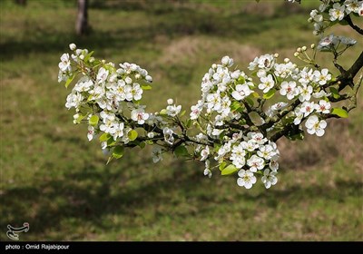 شکوفه‌های بهاری درختان گلابی