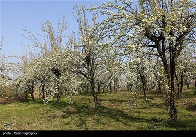 شکوفه‌های بهاری درختان گلابی