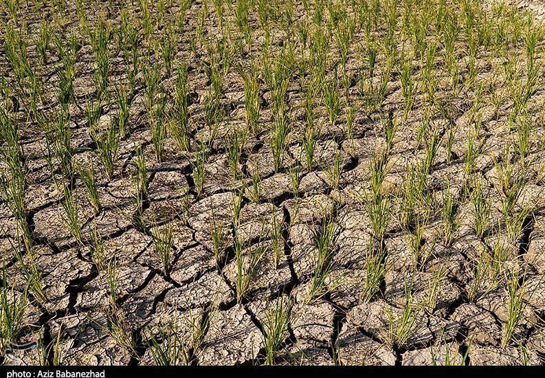 خسارت 1768 میلیارد تومانی خشک‌سالی به محصولات کوهدشت/ اراضی دیم 100درصد از بین رفت