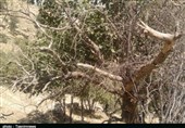 روایت تسنیم از برگ‌خواری که درختان بلوط 10 استان را نشانه گرفته است/ پروانه سفید از زاگرس دست نمی‌کشد