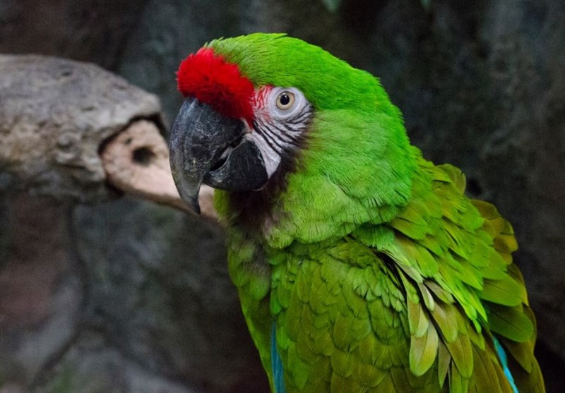 کاهش جمعیت 70 درصد پرندگان جنگل‌های پاناما طی 44 سال!