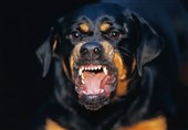 تهدید 188 گونه در خطر انقراض توسط سگ‌ها/ مرگ روزانه 89 نفر بر اثر حمله سگ‌ها!