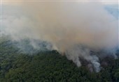 جنگل‌های آمازون برزیل در سال جاری به رکورد جدیدی از جنگل‌زدایی رسیده است