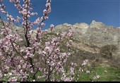 شکفتن شکوفه‌های بهاری درختان در کهگیلویه و بویراحمد به‌روایت تصویر