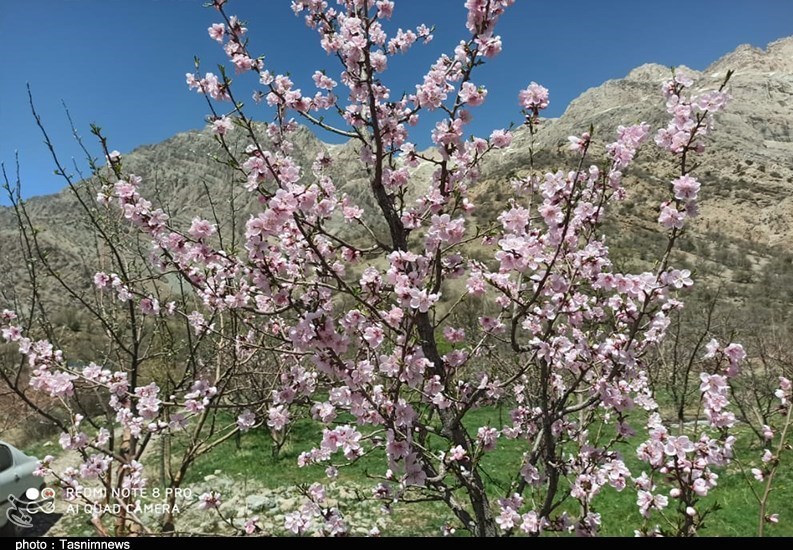 کشاورزی , 