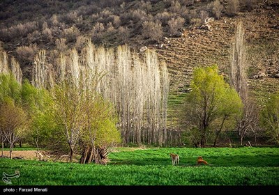 طبیعت بهاری کرمانشاه