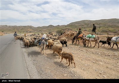 آغاز کوچ عشایر - خوزستان