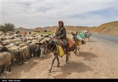 اصلاح قیمت گوشت تولیدی عشایر در مجلس شورای اسلامی بررسی می‌شود