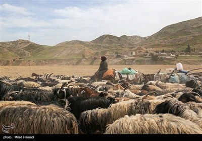 آغاز کوچ عشایر - خوزستان
