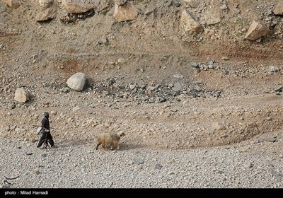 آغاز کوچ عشایر - خوزستان