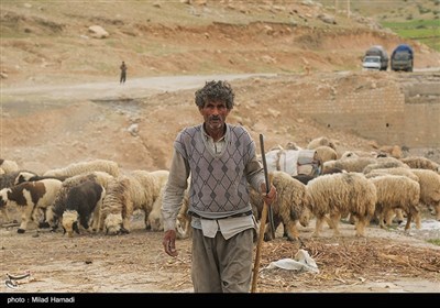 آغاز کوچ عشایر - خوزستان
