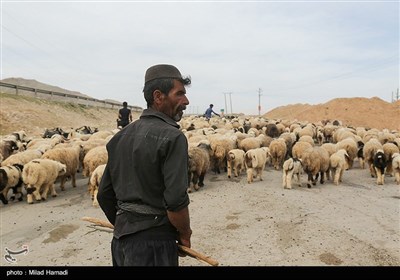 آغاز کوچ عشایر - خوزستان