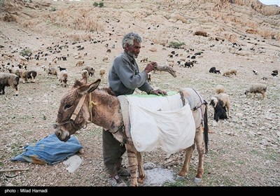 آغاز کوچ عشایر - خوزستان