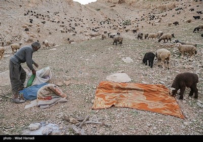 آغاز کوچ عشایر - خوزستان