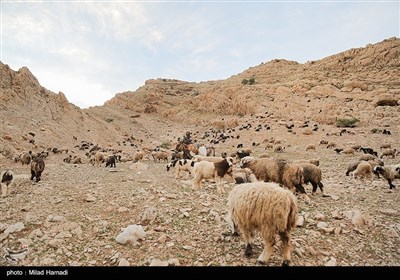 آغاز کوچ عشایر - خوزستان