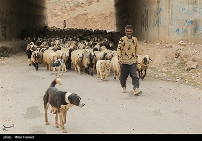 آغاز کوچ عشایر - خوزستان