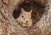 ‌کشف 37 بطانه سنجاب از یک قاچاقچی در کهگیلویه و بویراحمد