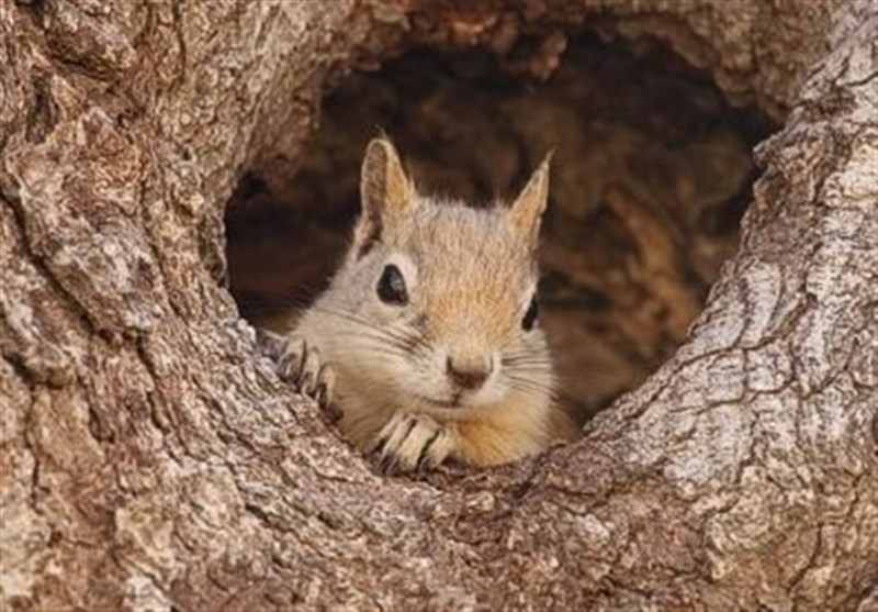 خطر نابودی جنگل‌های بلوط زاگرس به دنبال قاچاق سنجاب‌ها!