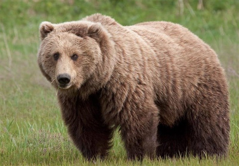 مقصر حادثه تلف شدن یک قلاده خرس در نمین دستگیر شد