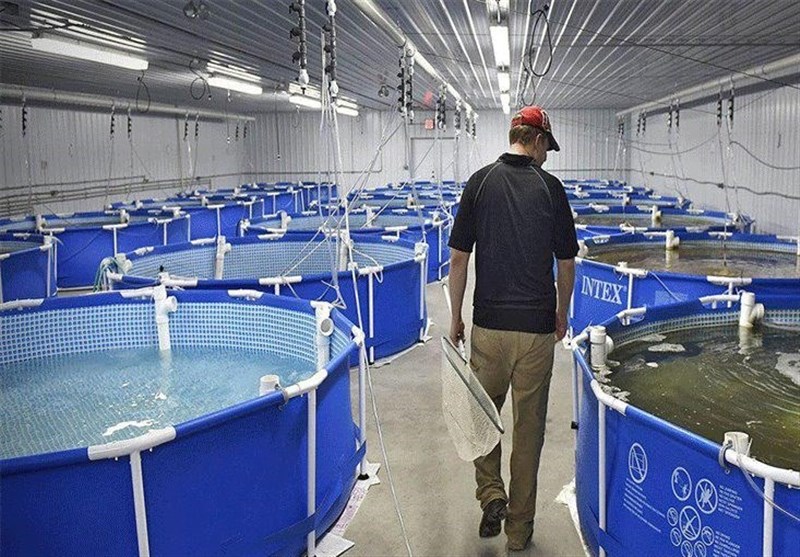 2.7 میلیارد قطعه بچه میگو در کارگاه‌های تکثیر آبزیان استان بوشهر تولید می‌شود