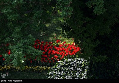 Mashhad Blanketed with Tulips in Spring