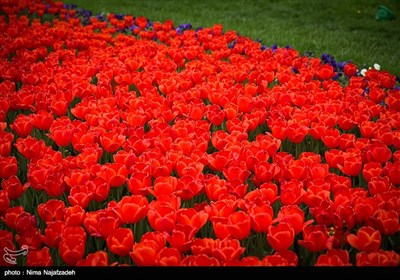 رنگین کمان گل‌های لاله در مشهد