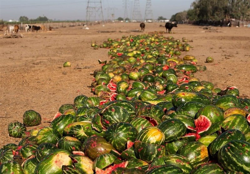 سایه سنگین ضایعات بر سر قطب کشاورزی/ مصائب کشاورزان از نبود زیرساخت‌های نگهداری/ نقش پررنگ انبارداری در ضایعات