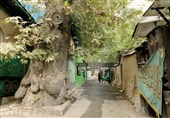4 درخت کهنسال تهران ثبت ملی ‌می‌شود