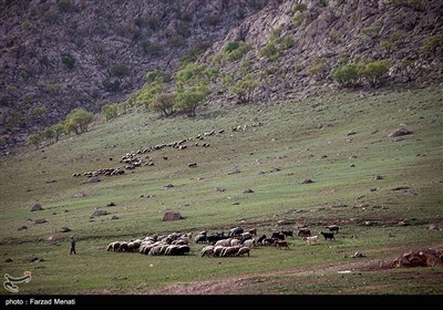 منطقه حفاظت شده بیستون در خطر نابودی - کرمانشاه